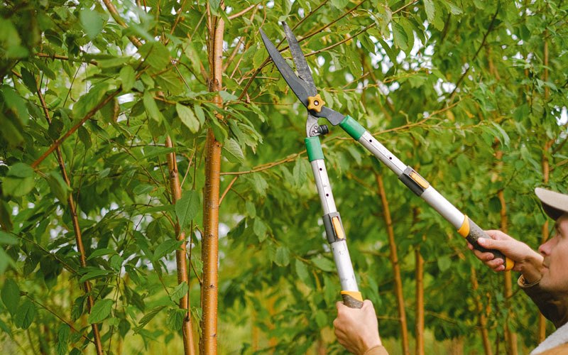 Tree trimming in Poneto, IN